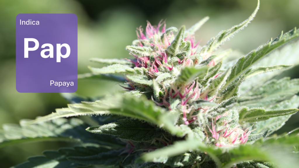 Papaya from the Petaluma Gap